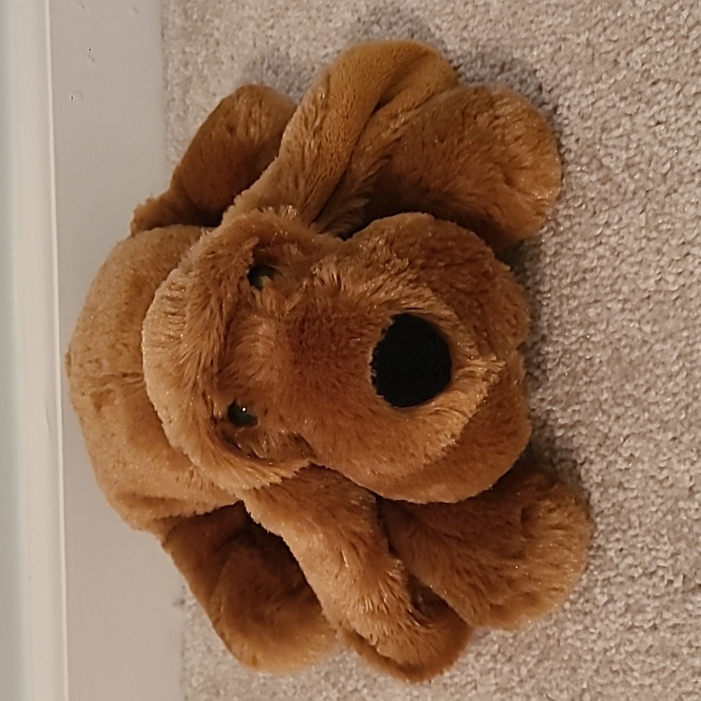 Floppy Brown Dog